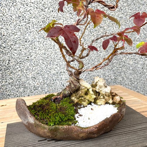 小品盆栽-香楓盆景野趣小品盆栽Rustic Charm Bonsai｜盆栽/植栽人氣榜