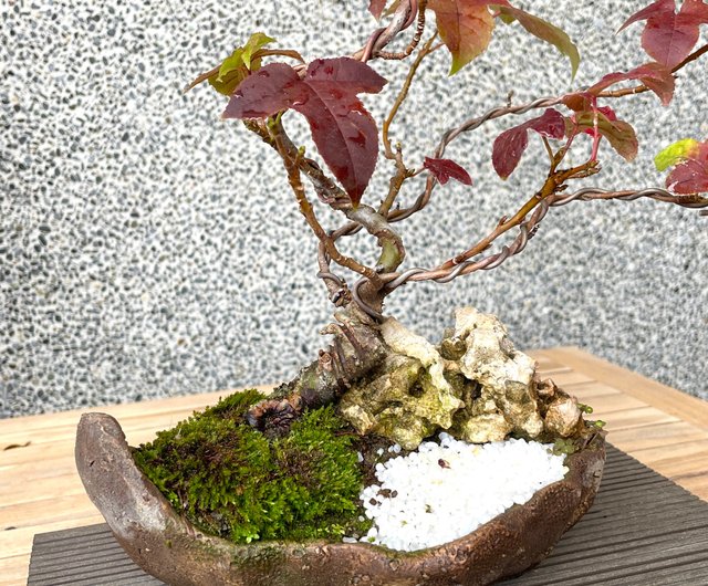 小品盆栽-香楓盆景野趣小品盆栽Rustic Charm Bonsai｜盆栽/植栽人氣榜