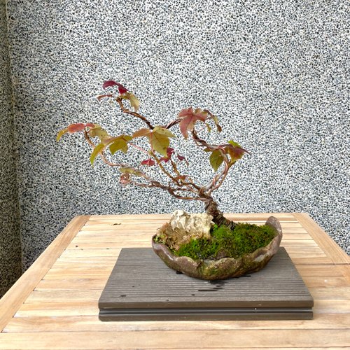 小品盆栽-香楓盆景野趣小品盆栽Rustic Charm Bonsai｜盆栽/植栽人氣榜
