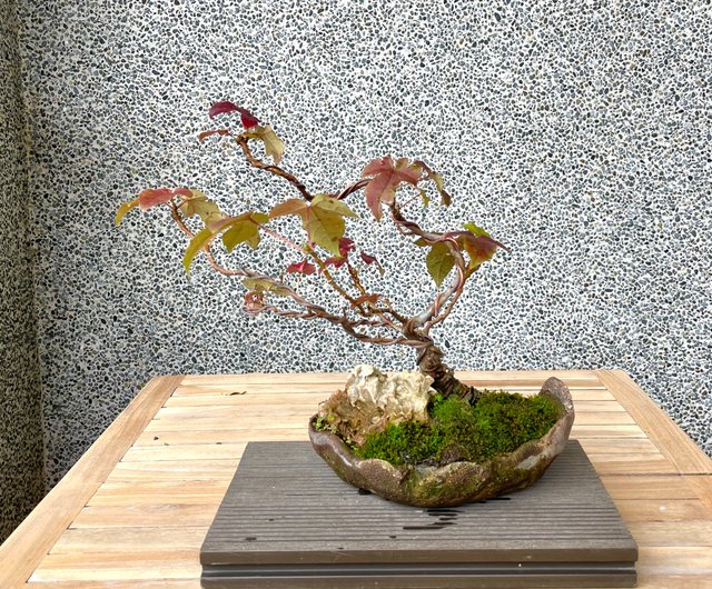 小品盆栽-香楓盆景野趣小品盆栽Rustic Charm Bonsai｜盆栽/植栽人氣榜