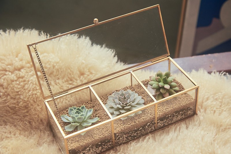 Succulent Cactus Three-Grid Jewelry Box Tanabata Gifts Valentine's Day - Plants - Plants & Flowers Khaki