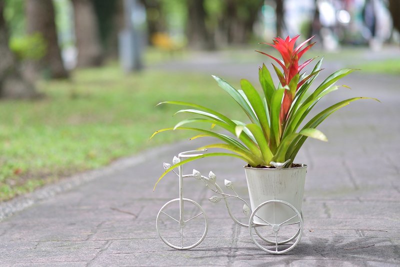 Day miscellaneous treadmill iron (white) + Qingtian pineapple (safflower) - ตกแต่งต้นไม้ - โลหะ ขาว