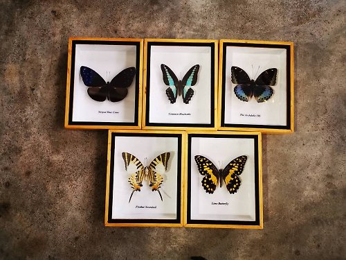 cococollection Collectibles Butterfly Beautiful Insect Taxidermy Display Wood Box Home Decor