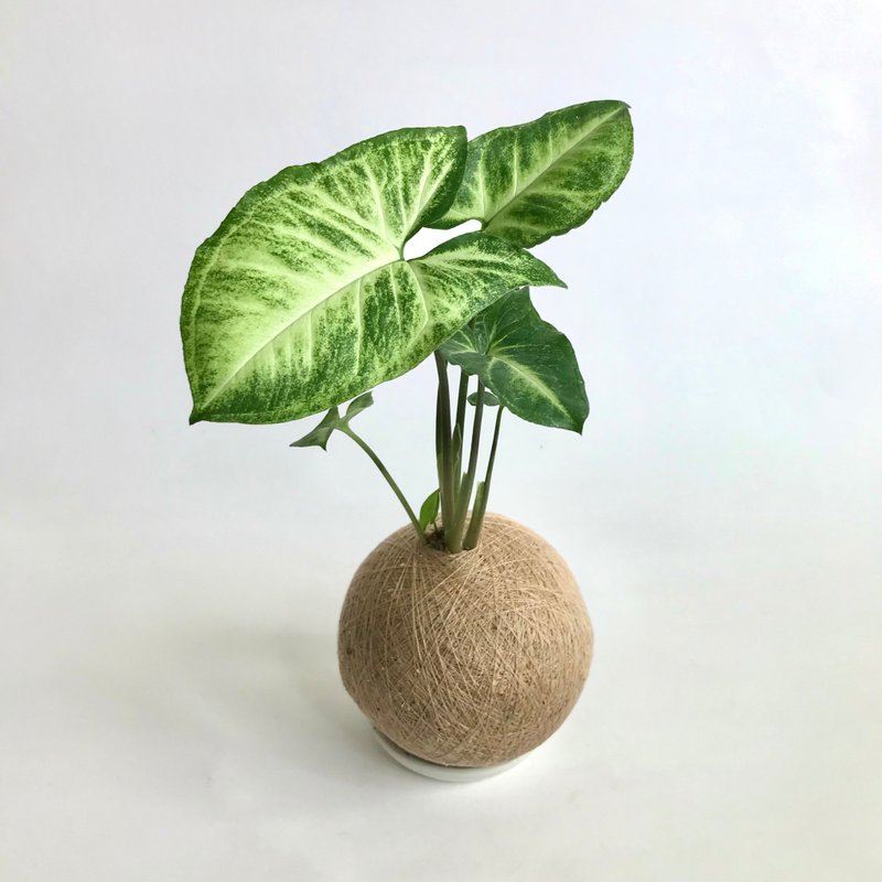 綠精靈合果芋 手作植栽苔球 - 盆栽/植栽 - 植物．花 
