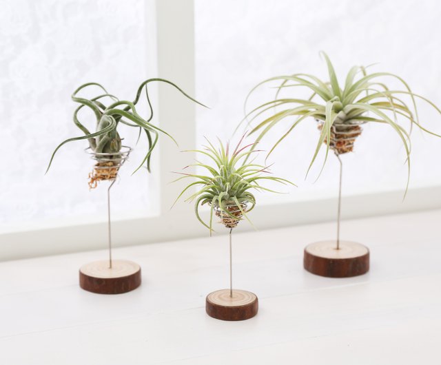 エアパイナップルデコレーション 植物デコレーション マキコ ショップ Greenful Life 観葉植物 Pinkoi