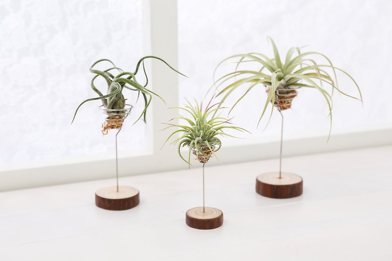 [Pineapple Decoration] Plant Decoration | Shiguang - ตกแต่งต้นไม้ - พืช/ดอกไม้ 