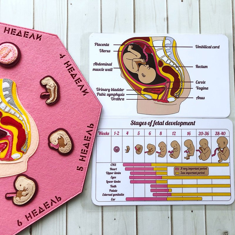 DEVELOPMENT HUMAN EMBRYO. Anatomical reference book for schoolchildren - Kids' Toys - Other Materials Pink