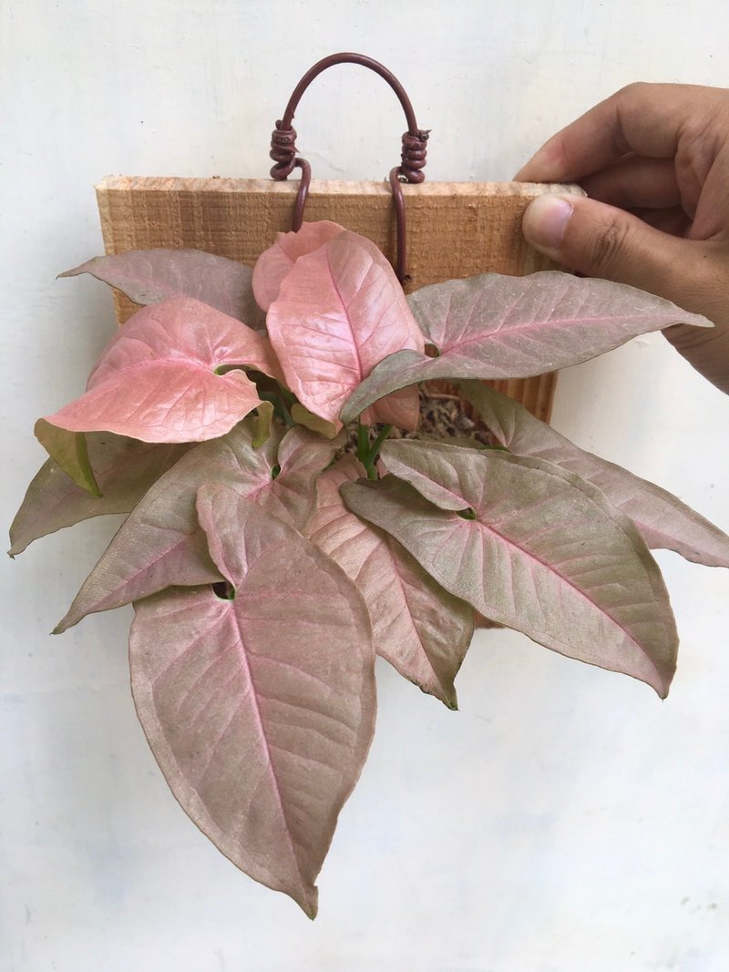 【粉紅佳人合果芋】植物上板 觀葉植物 室內植物 粉紅佳人 - 盆栽/植栽 - 植物．花 