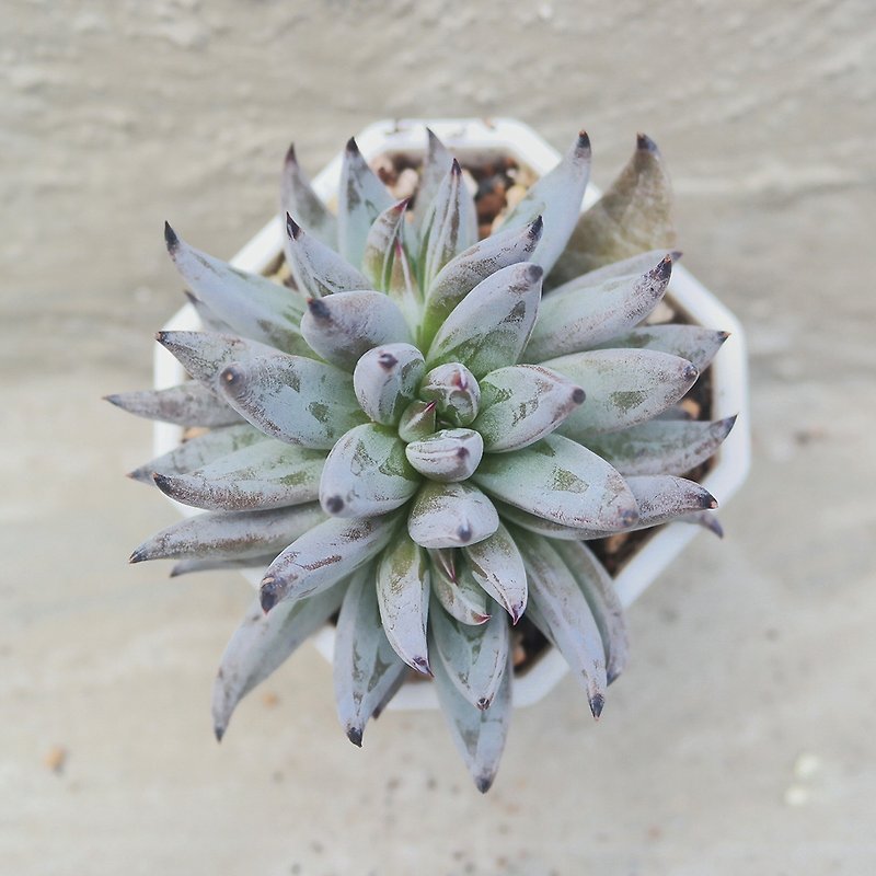 [Doudou Succulent] Housewarming│Gifts│Promotion│Succulent Plants│-Demon Claw - Plants - Plants & Flowers 