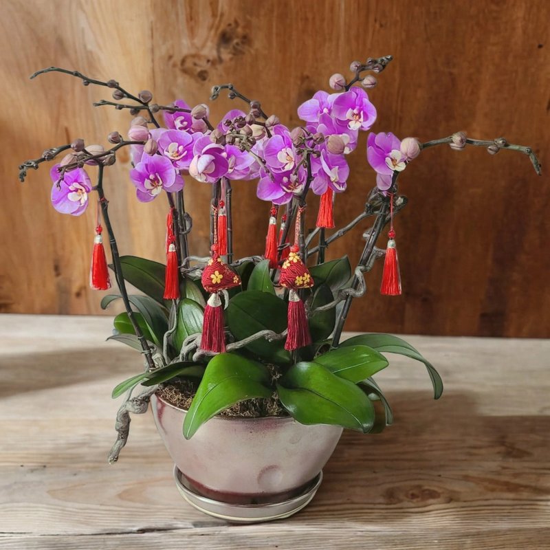 Anna Middle Phalaenopsis Orchids (10 Flowers) GF00166 - ตกแต่งต้นไม้ - พืช/ดอกไม้ 