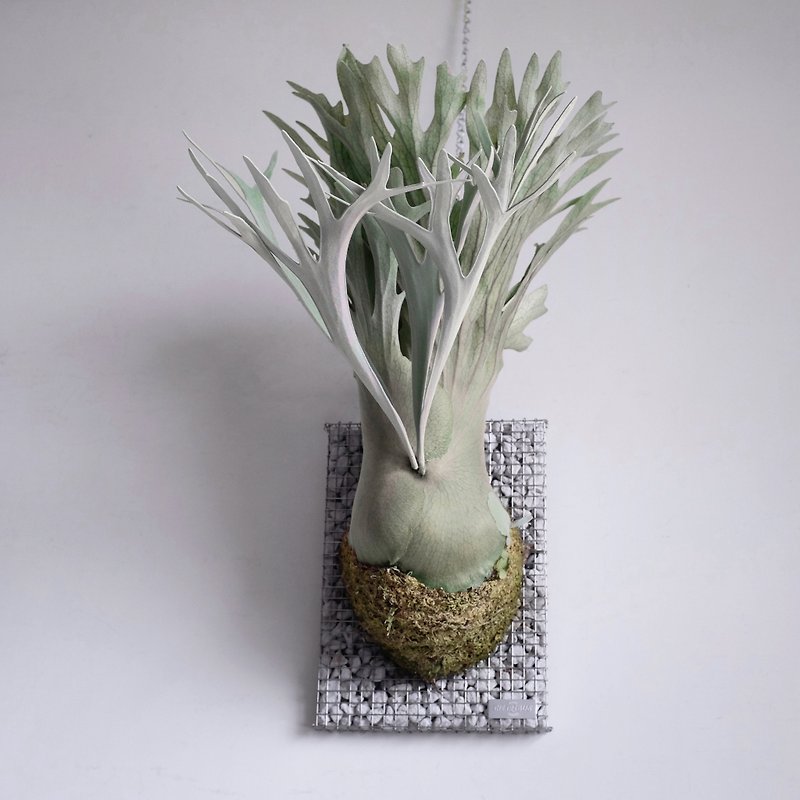 【蛇籠板 長方形 - XL size 】 - 植物/盆栽/盆景 - 其他金屬 白色