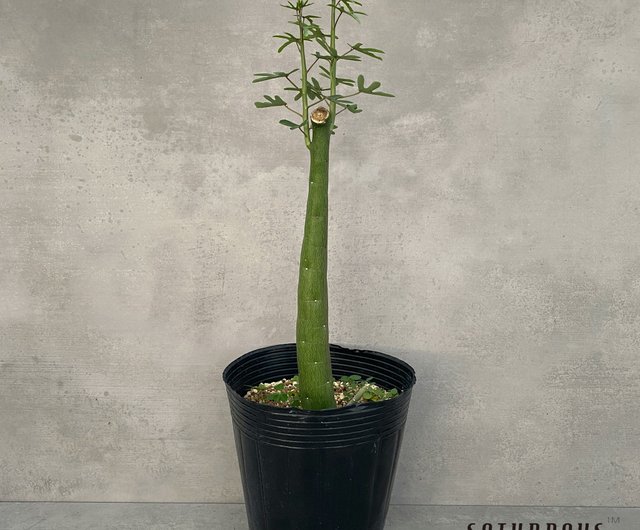 毒のつる トケイソウ科 多肉植物の根 1つのもの 1つのショット A Venenata ショップ Saturdays Succulents 観葉 植物 Pinkoi