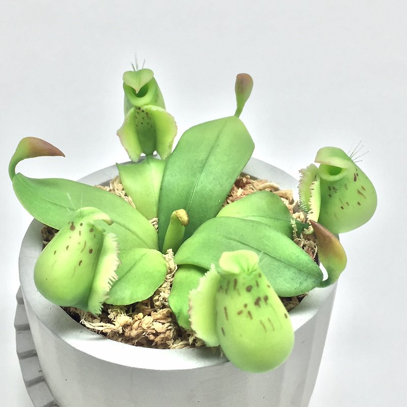 Biomimetic clay carnivorous plant Nepenthes spotted apple - Items for Display - Clay 