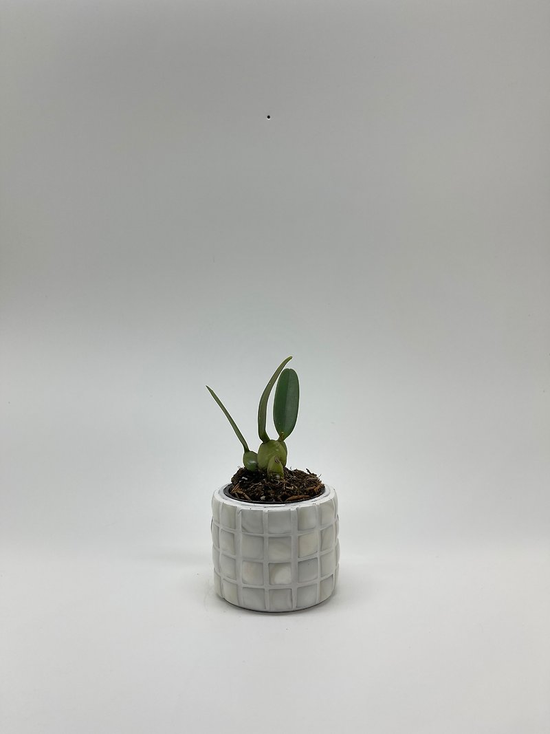 カタツムリ貝殻モザイク花器/小 - 花瓶・植木鉢 - コンクリート ホワイト