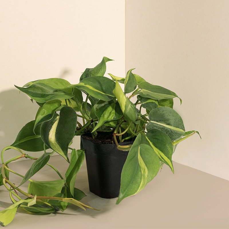 斑葉桃心蔓綠絨 - 盆栽/植栽 - 植物．花 