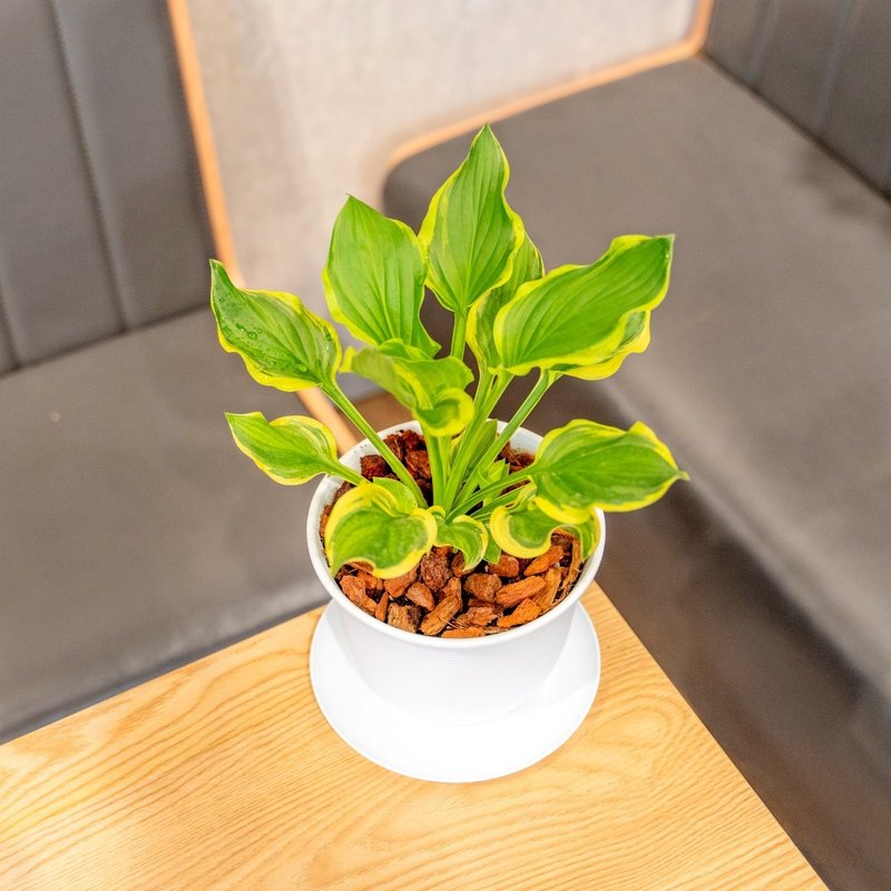 玉簪花 日式寬塑陶盆 室內植物 觀葉植物 禮物 盆栽 辦公室小物 - 植栽/盆栽 - 植物．花 