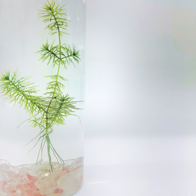 【狐尾藻水草】紅水晶戀愛運裝飾款 水生植物人氣瓶栽 - 盆栽/植栽 - 玻璃 透明