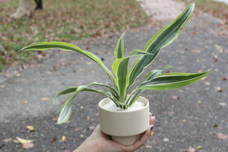 土培植栽│檸檬千年木_室內植物 辦公室盆栽 店內布置 送禮 - 盆栽/植栽 - 陶 