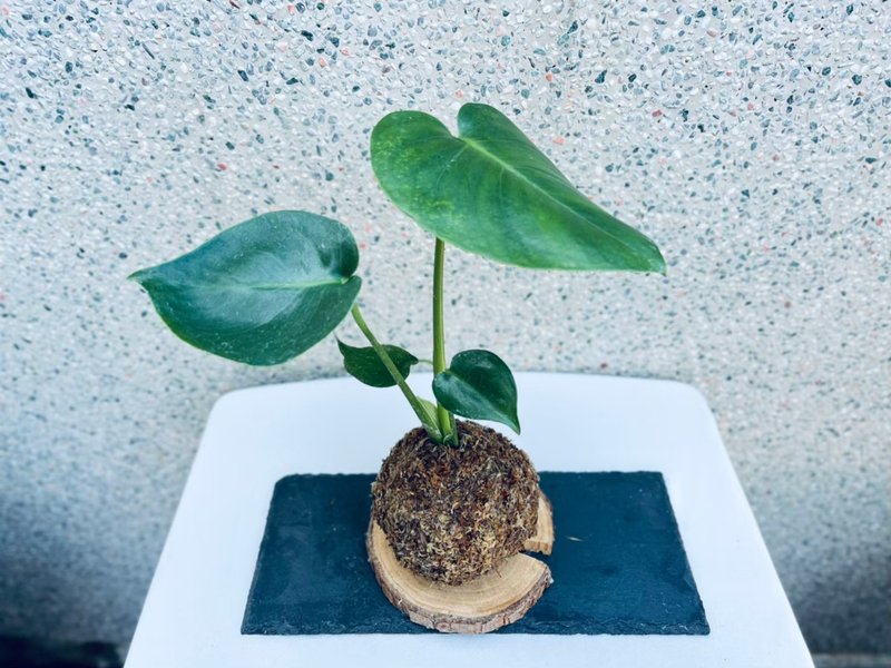 龜背芋 l 植物苔球 觀葉 室內植栽 禮物 - 盆栽/植栽 - 植物．花 