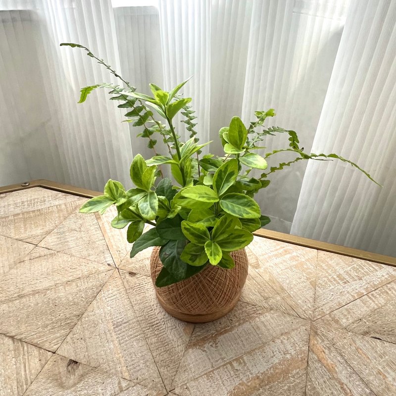 征木 手作組合植栽苔球 - 盆栽/植栽 - 植物．花 
