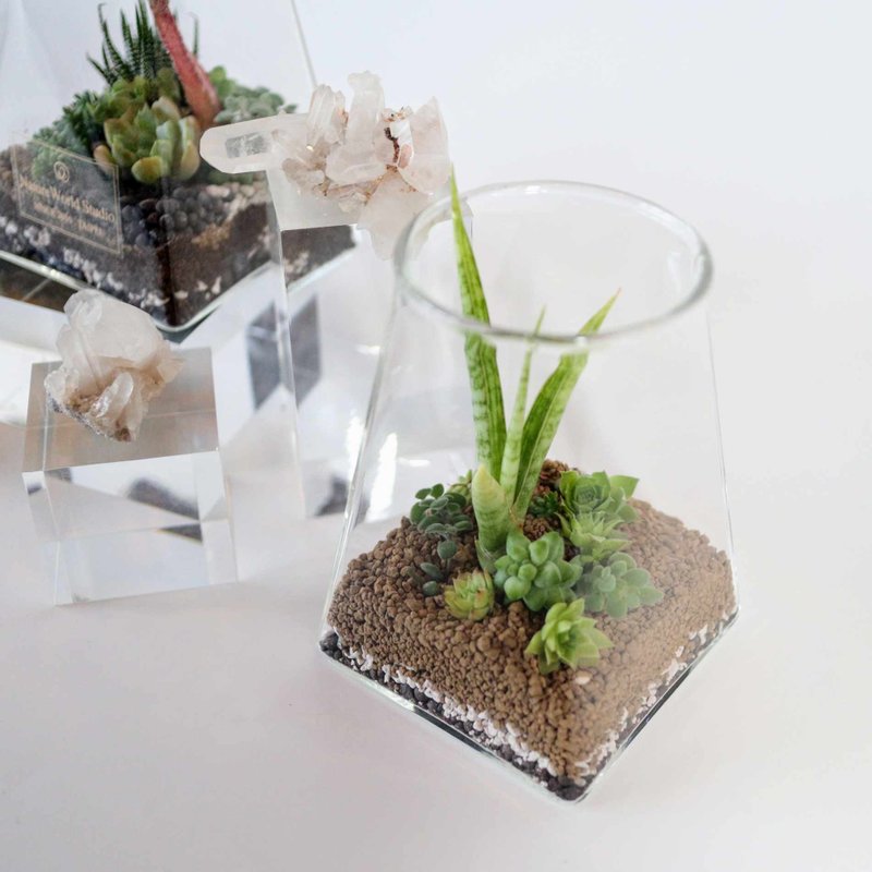 新竹 【沙漠生態植物瓶】 - 植栽/花藝 - 其他材質 