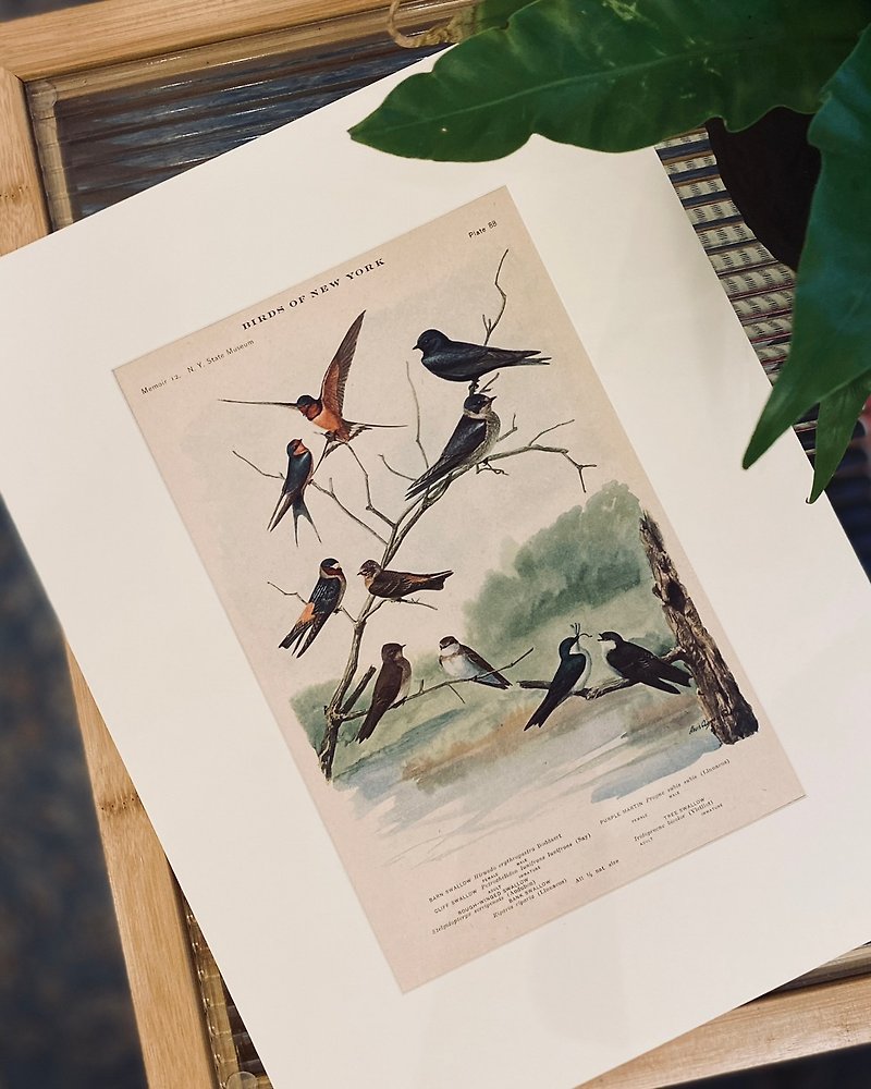 1914 Ornithological Illustrated Book - Color Lithograph of Birds of New York - Swallows of America - Louis Fuertes - Posters - Paper Blue