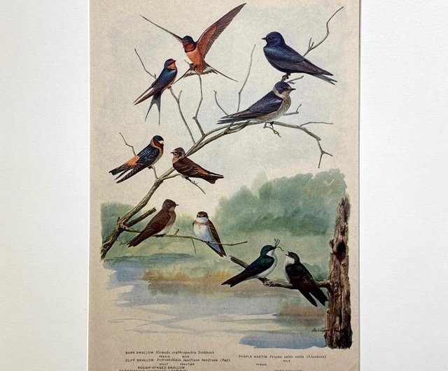 1914 鳥類図鑑 - ニューヨークの鳥のカラー リトグラフ