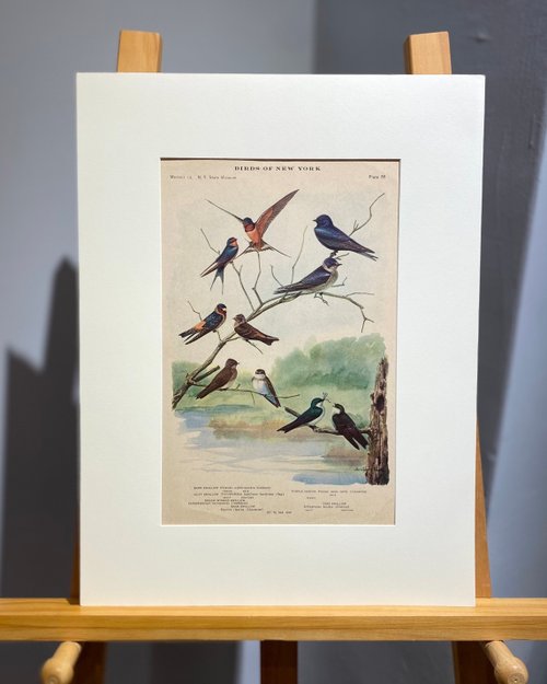 1914 鳥類図鑑 - ニューヨークの鳥のカラー リトグラフ