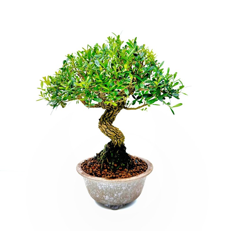 小品盆栽・雀舌黃楊・ヒメツゲ - 盆栽/植栽 - 植物．花 