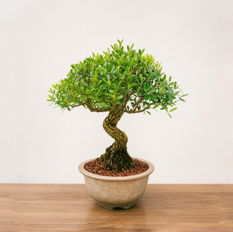 小品盆栽・雀舌黃楊・ヒメツゲ - 盆栽/植栽 - 植物．花 