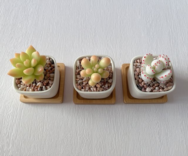 模擬粘土多肉植物】オーダーメイド_単鉢小多肉植物3個入_四角