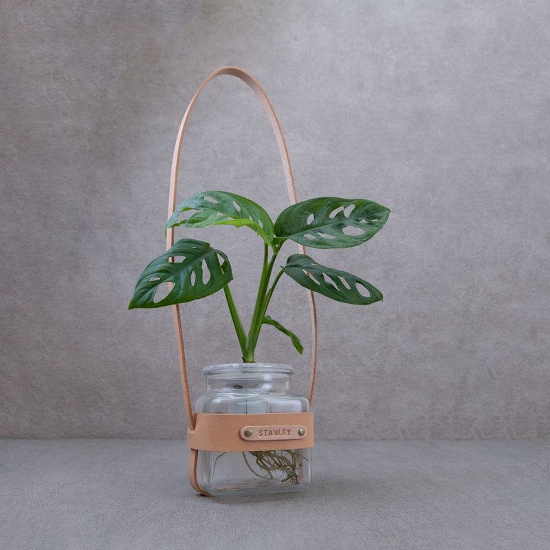 Plant potted turtle taro hydroponic potted plant foliage plant gift - ตกแต่งต้นไม้ - พืช/ดอกไม้ สีเขียว