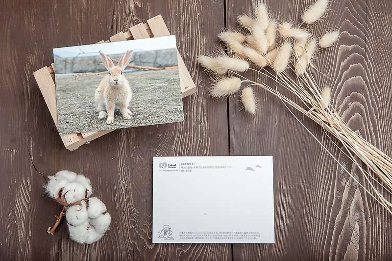 兔子攝影明信片- 海邊的兔子 - 卡片/明信片 - 紙 藍色
