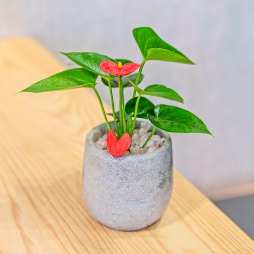 巧繪網植物館 火鶴花 水泥盆栽 桌上型盆栽 辦公室植栽 開幕送禮 喬遷禮物