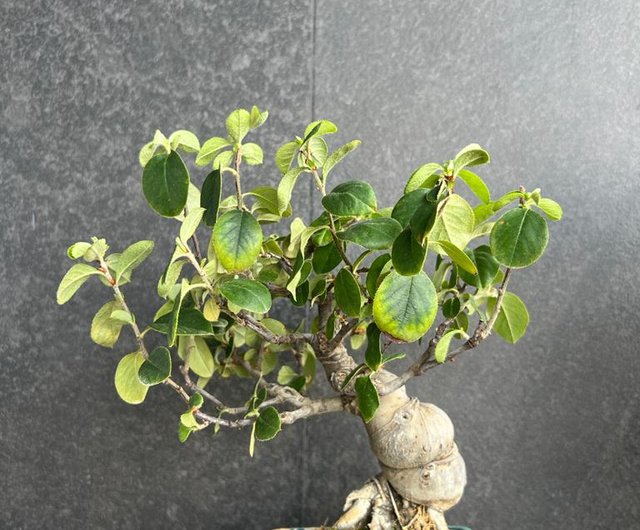 かりん かりん | 盆栽 多肉植物 盆栽 - ショップ BONSAI HONG KONG