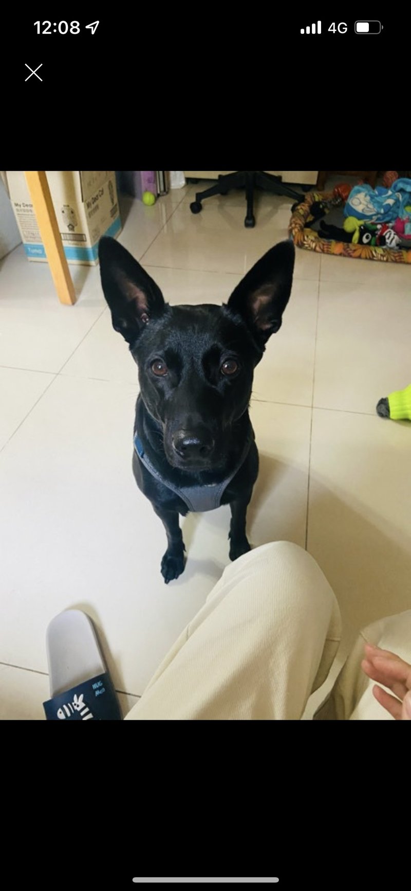 張二路: black doggy plate - 客製化寵物商品 - 瓷 