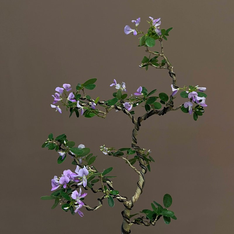 鈴薩姆∣中品盆栽 - 盆栽/植栽 - 陶 