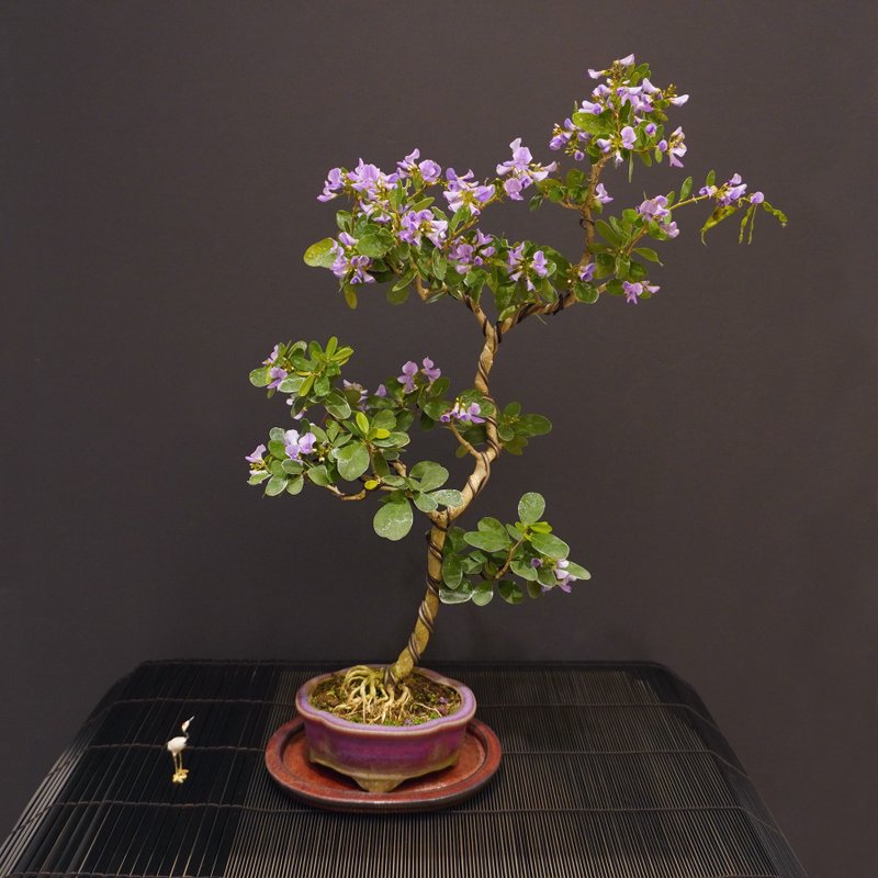 鈴薩姆∣中品盆栽 香氛植物 - 盆栽/植栽 - 陶 