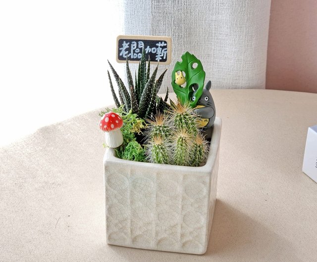 職人鉢 多肉植物 サボテンにも 楽天市場】サボテン（柱サボテン：1本立ち） 黒色 モスポット