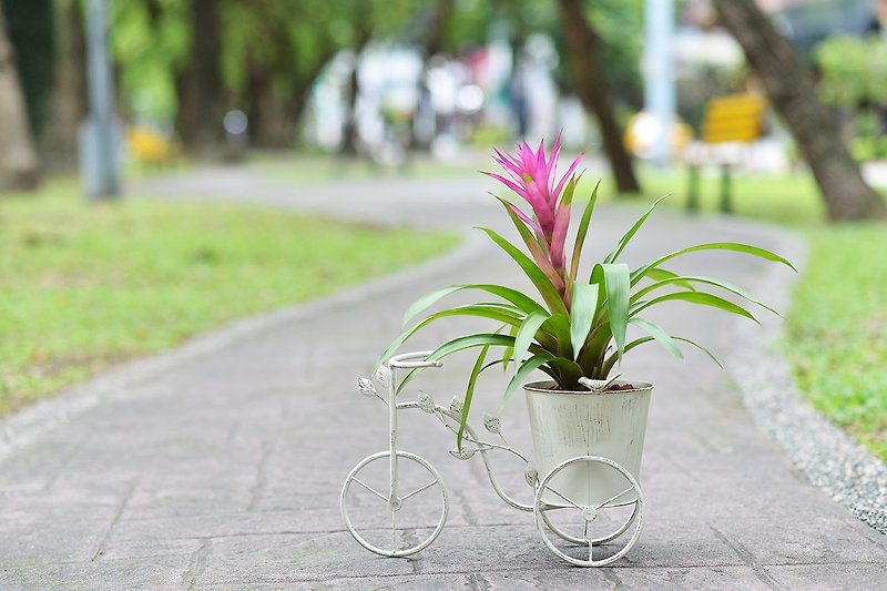 日雜腳踏車鐵器 (白) + 擎天鳳梨 (紫花) - 植栽/盆栽 - 紙 白色