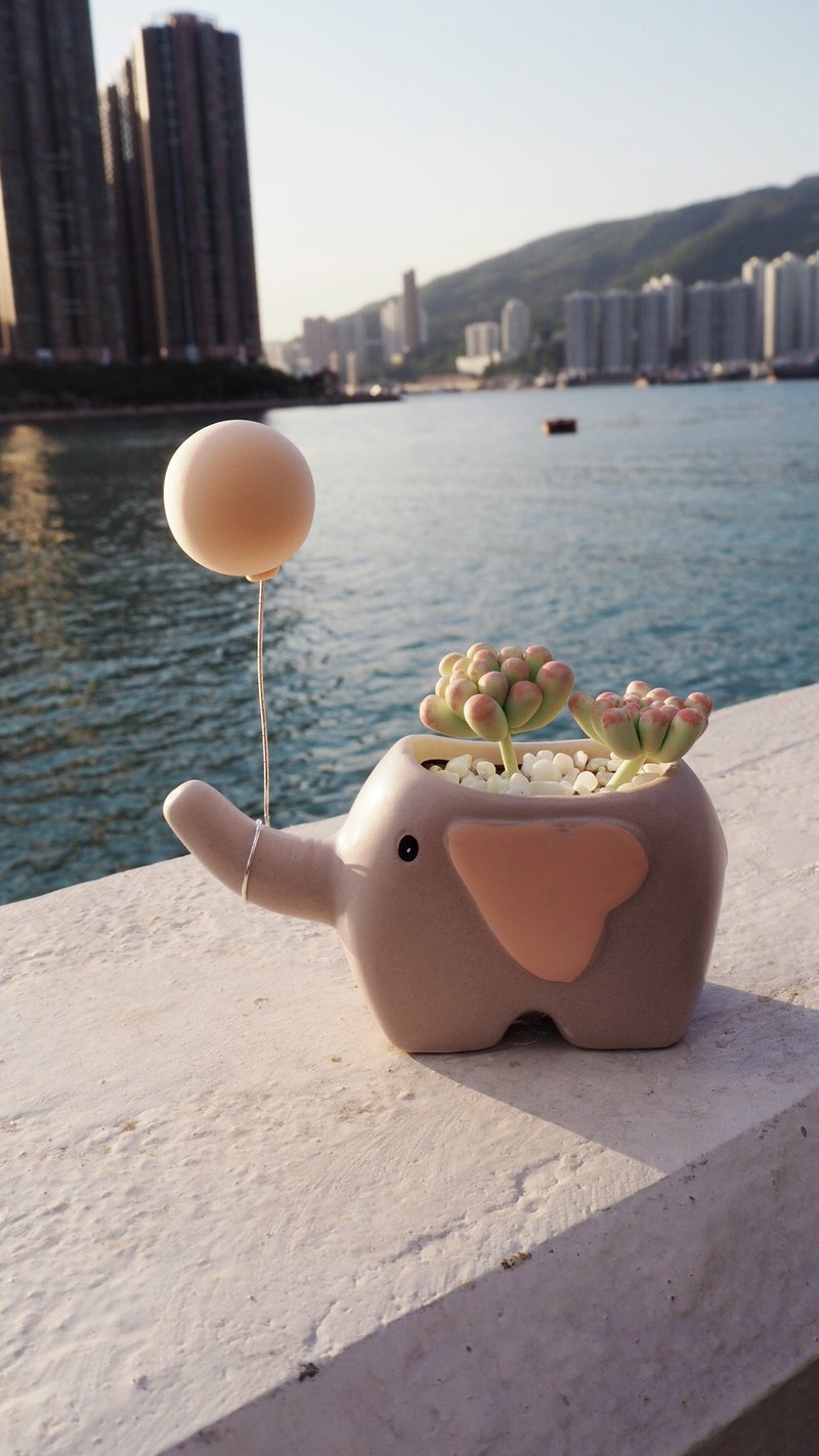 [Order] Elephant shape flower pot clay Otome heart Jelly bean plant - Plants - Clay 