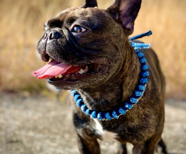 BLD's Quick Release Collar™ - Leather dog collar with metal buckle - Bold  Lead Designs