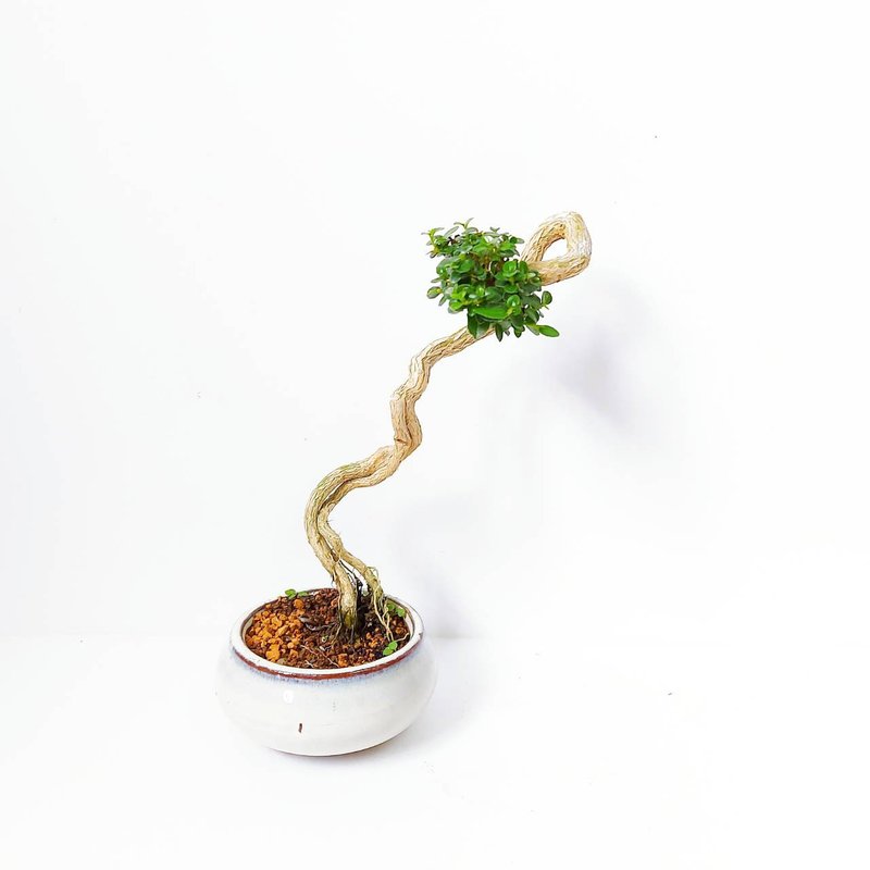 小品盆栽【米葉壽娘子・タイワンウオクサギ】 - 植栽/盆栽 - 植物．花 