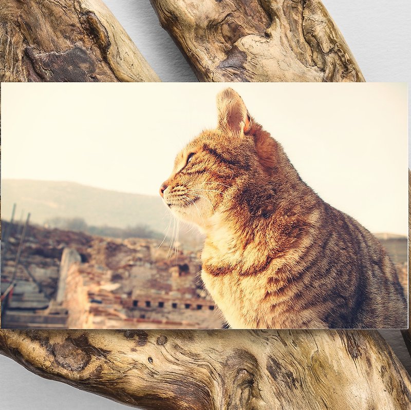 動物星球名信片/相片卡 - 土耳奇貓貓 Wild Cat in Turkey Postcard - 卡片/明信片 - 紙 金色