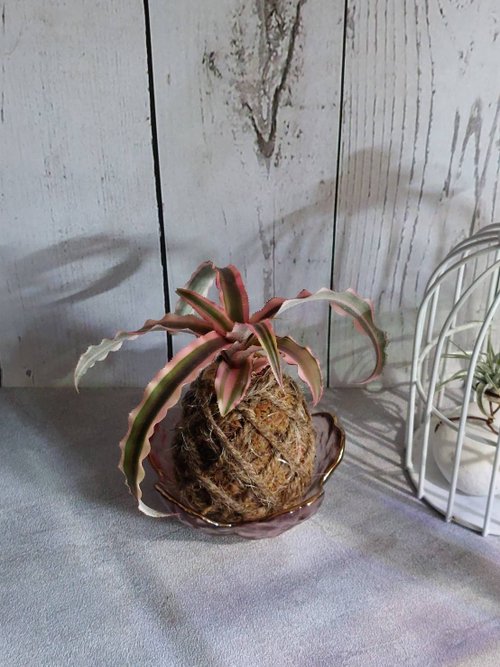 Kodawari Plant Art Workshop 絨葉鳳梨苔球 開運招財 送禮 室內植物 居家植物 辦公室植栽