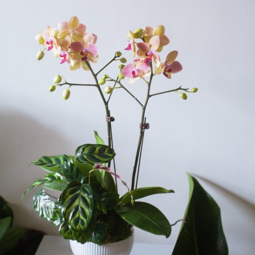 WAS floral 粉綠觀葉蘭花盆栽 | 榮升 | 開幕送禮 | 居家佈置