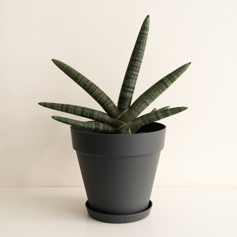 Large Buddha's Hand Sansevieria Plant_Dutch Design Minimalist Mist Basin - ตกแต่งต้นไม้ - พืช/ดอกไม้ 