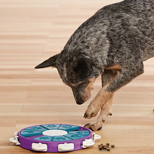 Nina Ottosson Dog Smart - Shop Outward Hound Pet Toys - Pinkoi