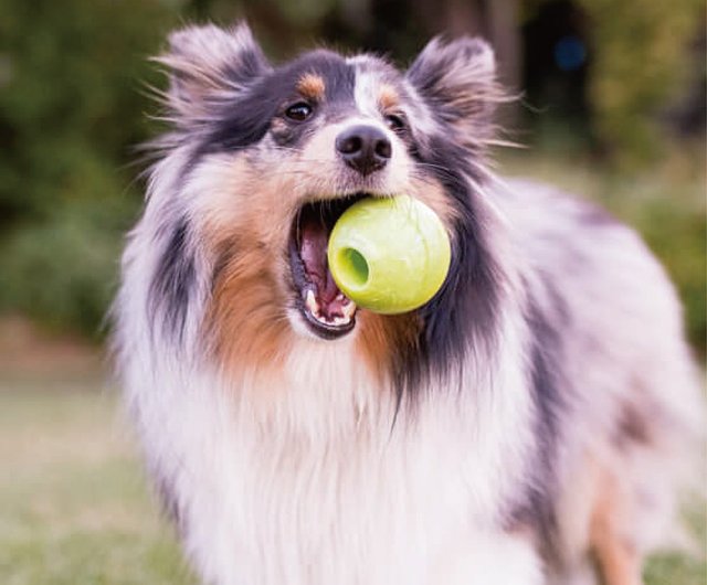 border collie toys tennis balls neutral Fabric