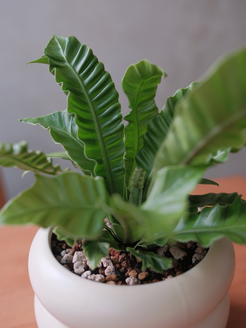 眼鏡蛇山蘇 - 盆栽/植栽 - 植物．花 